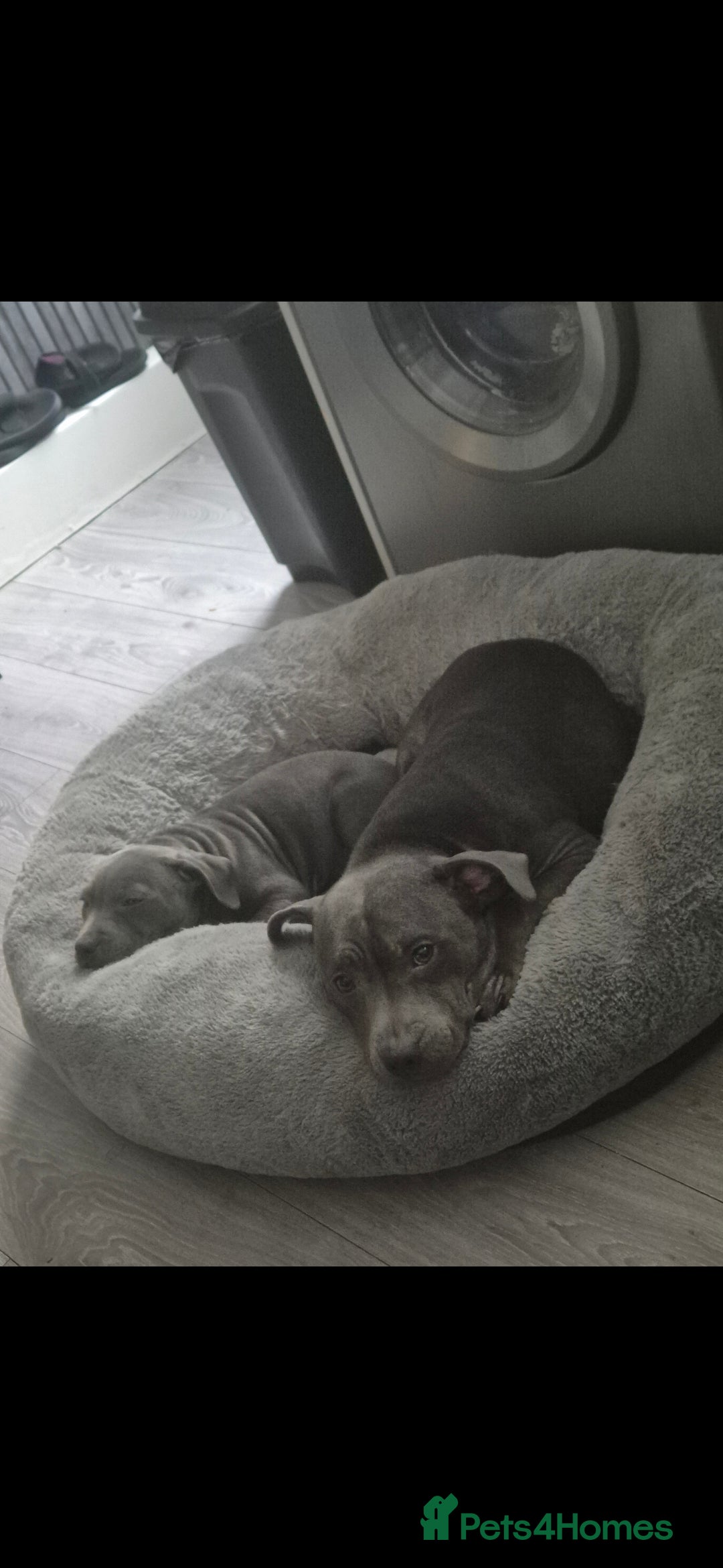 Staffordshire Bull Terrier dogs 14 week old male blue Staffordshire bull - Advert 1