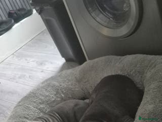 Staffordshire Bull Terrier dogs 14 week old male blue Staffordshire bull - Advert 1