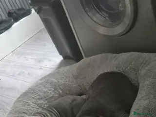 Staffordshire Bull Terrier dogs 14 week old male blue Staffordshire bull - Advert 13