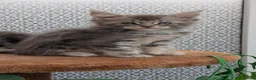 Maine Coon cats for sale: Adorable Maine coon kittens  - Advert 29
