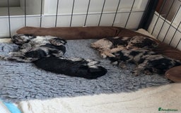 Schnoodle dogs for sale: 3 Stunning F2b Mearle Schnoodle Puppies - Image 17