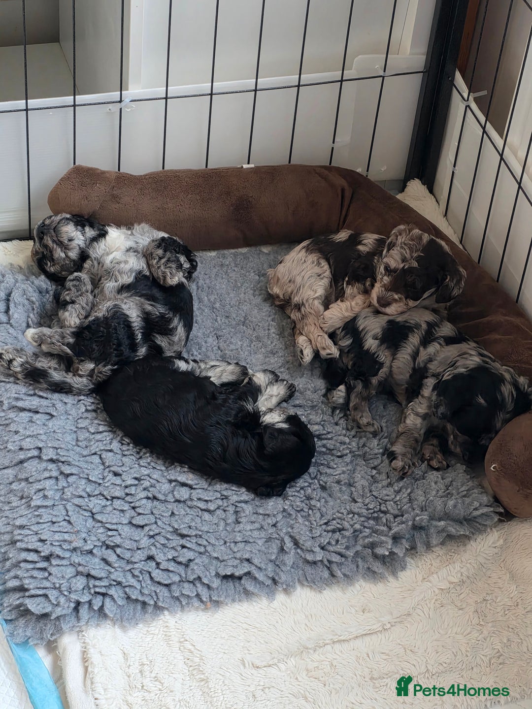 Schnoodle dogs for sale: 3 Stunning F2b Mearle Schnoodle Puppies - Image 17