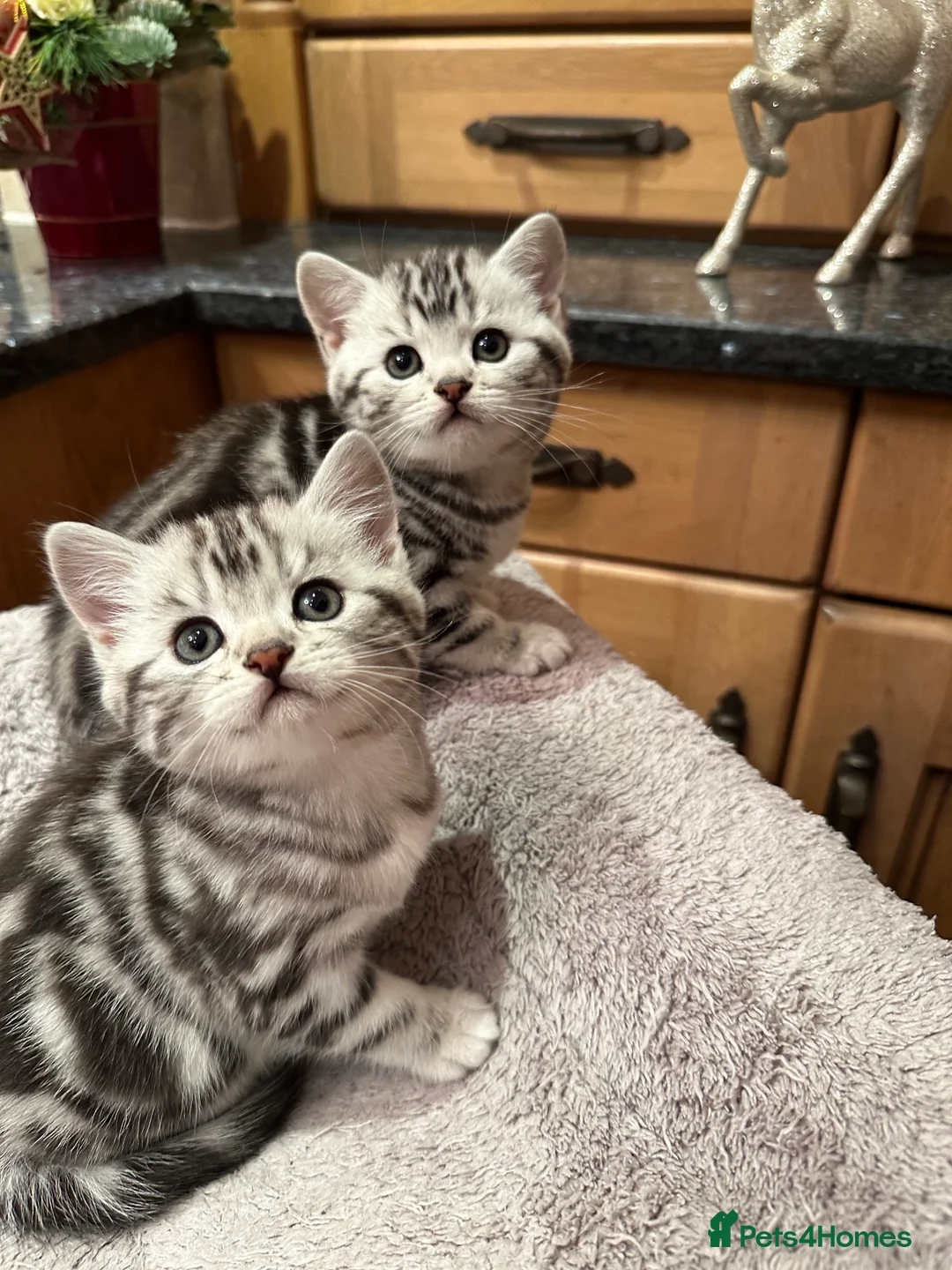 British Shorthair cats for sale: BSH stunning Silver Tabby kittens - Advert 8