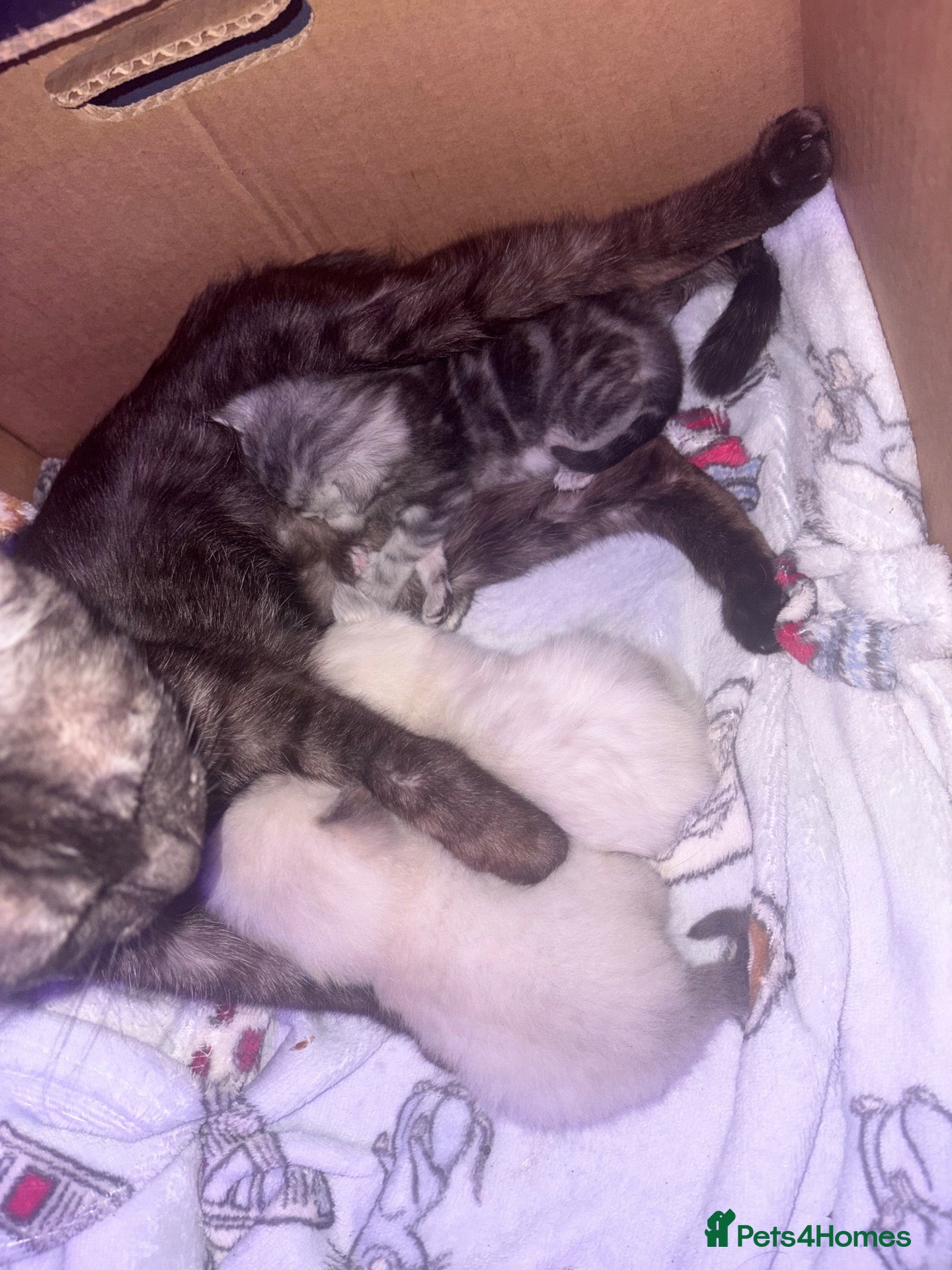 Mixed Breed cats 3 gorgeous kittens - Advert 2
