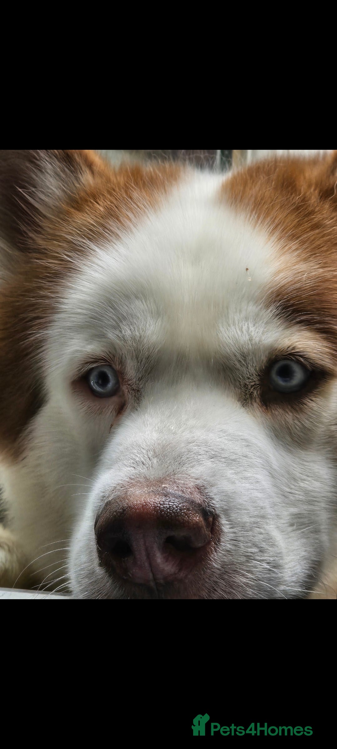 Mixed Breed dogs for sale: Siberian Husky x Pocket Bully  - Image 15