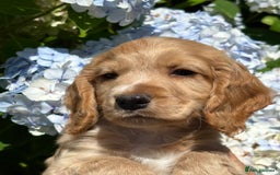 Cocker Spaniel dogs for sale: Stunning KC Reg Working Cocker Spaniels - Image 5