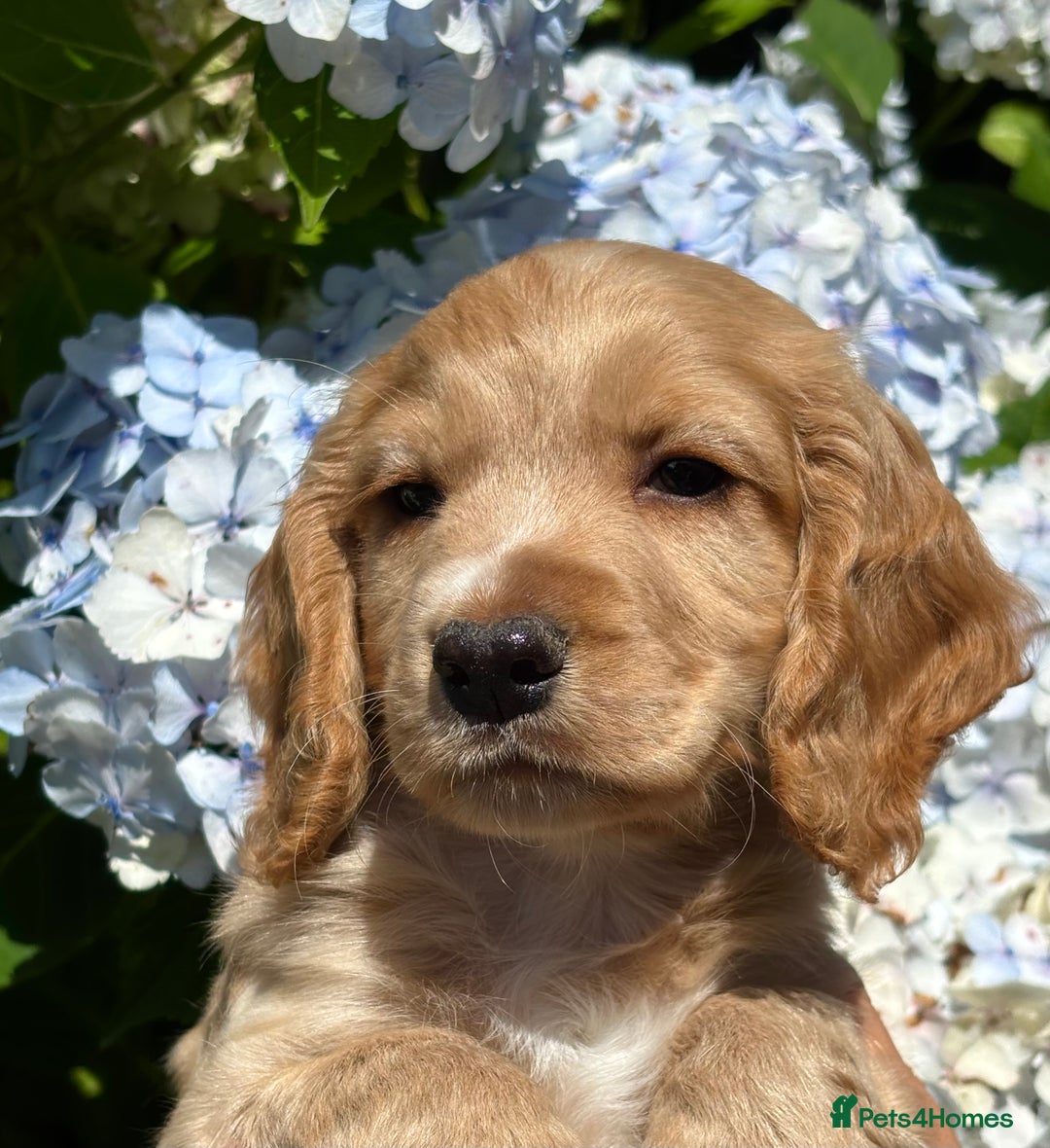 Cocker Spaniel dogs for sale: Stunning KC Reg Working Cocker Spaniels - Image 5
