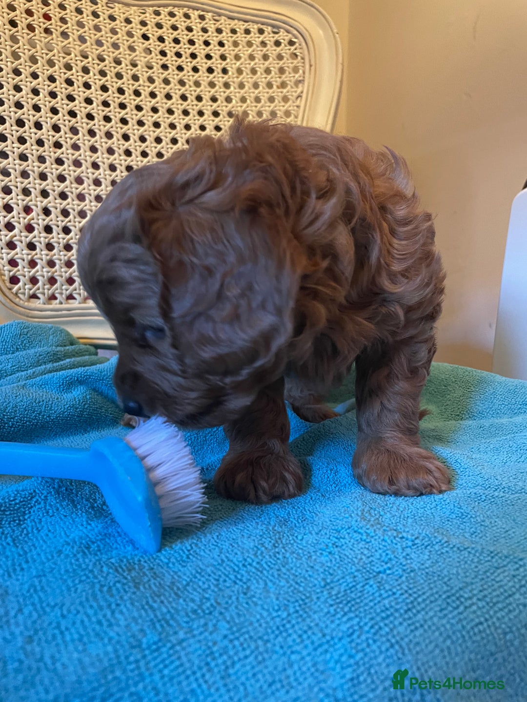 Cavapoo dogs for sale: F1b Cavapoooo  - Advert 26