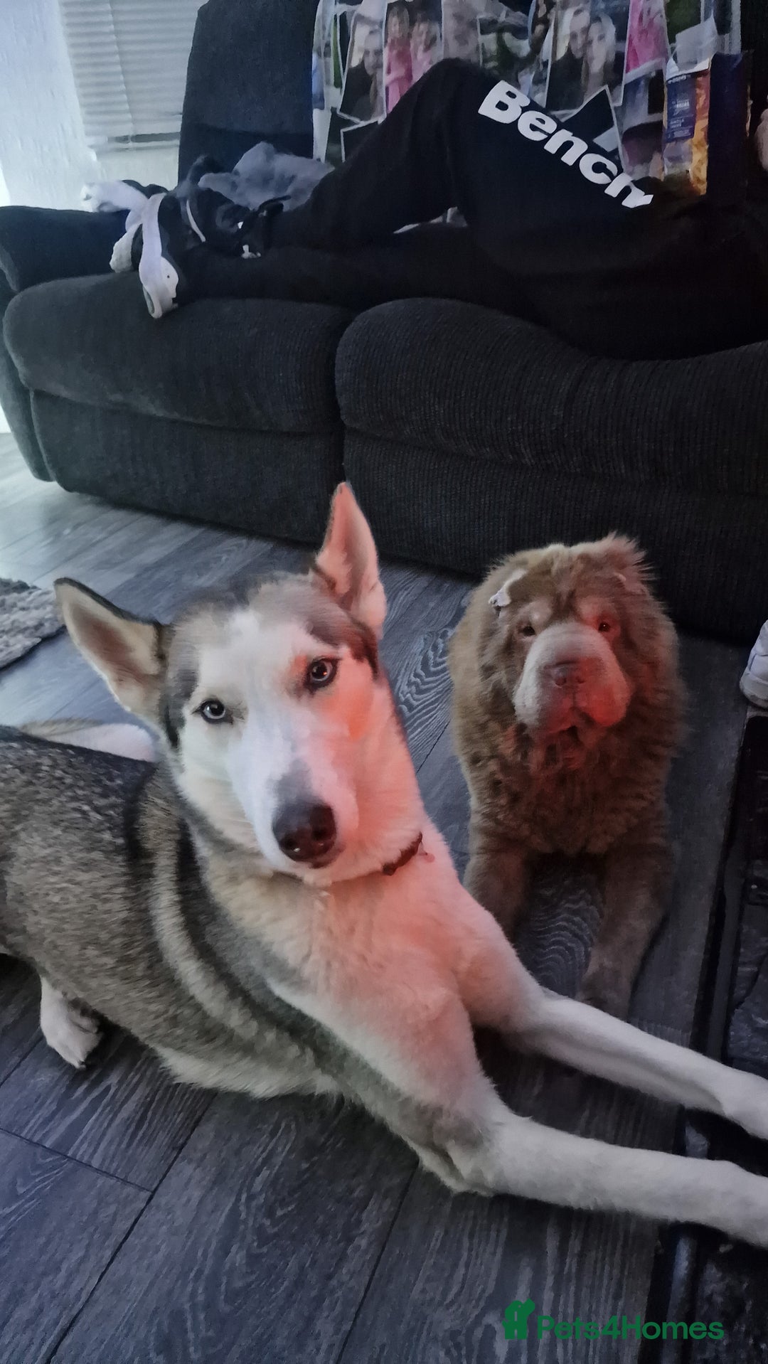 Siberian Husky dogs for sale: Female siberian Husky 3 years old - Image 2