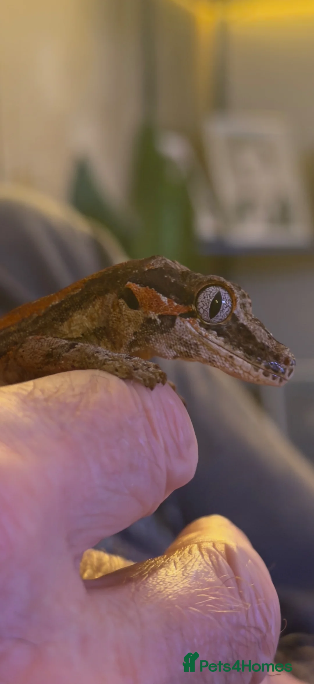 Gecko reptiles for sale: Gargoyle Gecko  - Advert 5