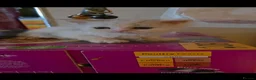 Persian cats for sale: Chinchilla Persian Kittens For Sale - Advert 6