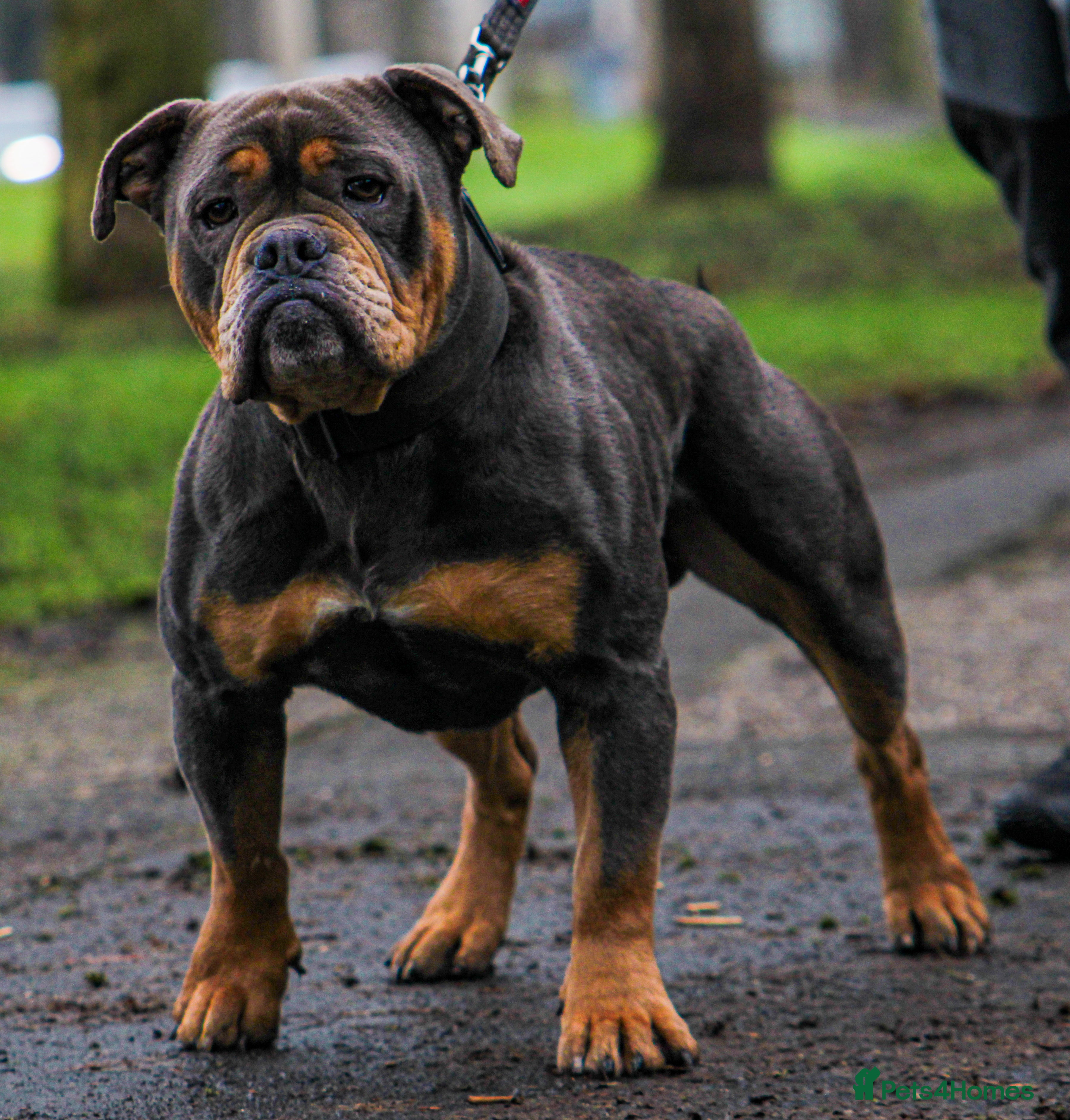 Olde English Bulldogge dogs 🏆SPIKE🏆 NEBBR Champion Olde English Bulldog in Nottingham - Advert 2