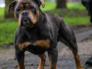 Olde English Bulldogge dogs 🏆SPIKE🏆 NEBBR Champion Olde English Bulldog in Nottingham - Advert 2