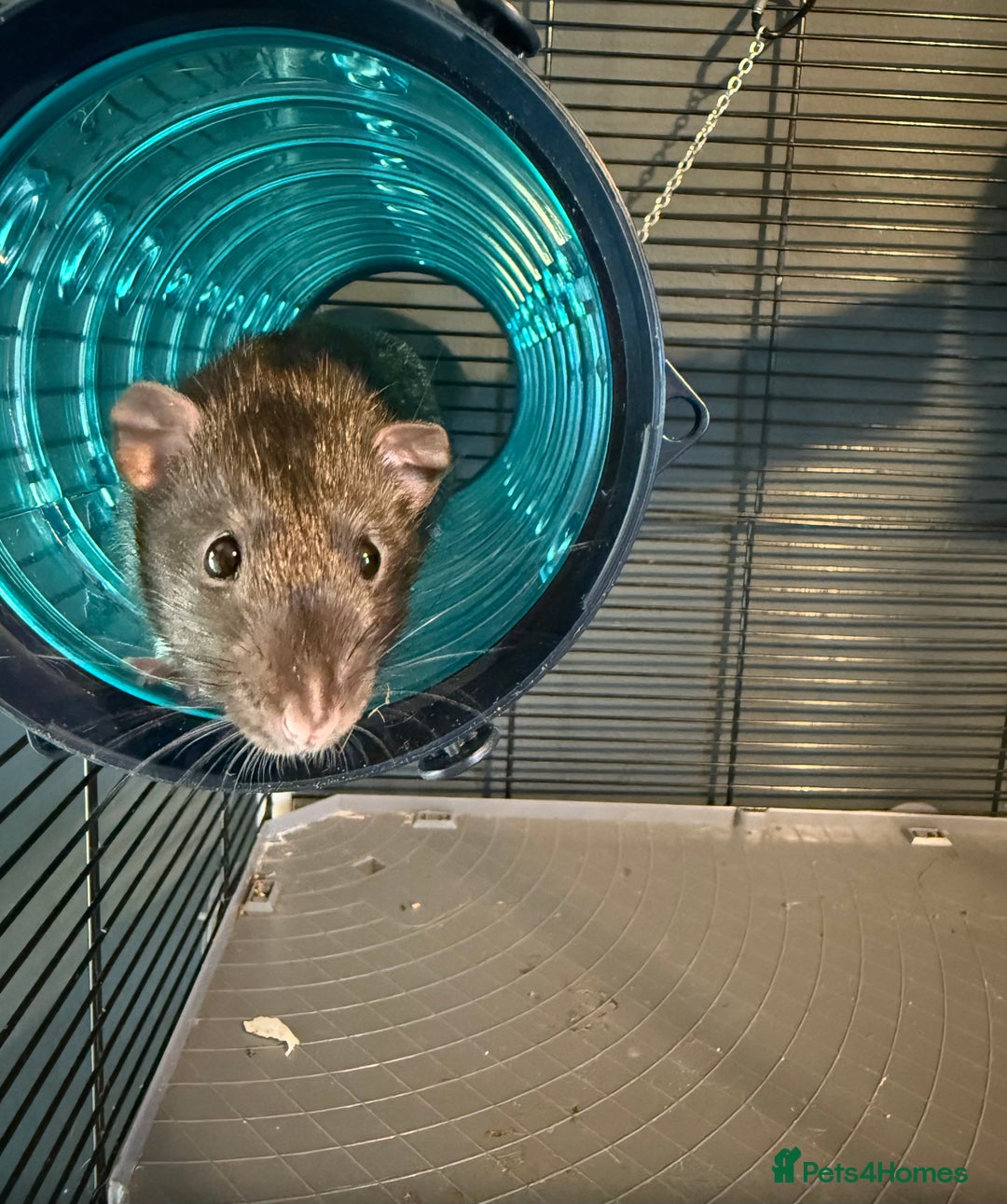 Rat rodents for sale: 3 male rats with cage - Advert 2