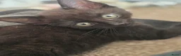 Domestic Shorthair cats for sale: 3 Domestic short-haired kittens  - Advert 8