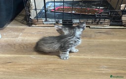 Maine Coon cats for sale: 3/4 Maincoon Cross - Image 4