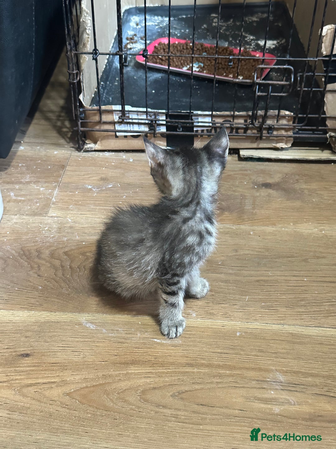 Maine Coon cats for sale: 3/4 Maincoon Cross - Image 4