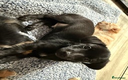 Chiweenie dogs for sale: chiweenies READY NOW !  - Image 7