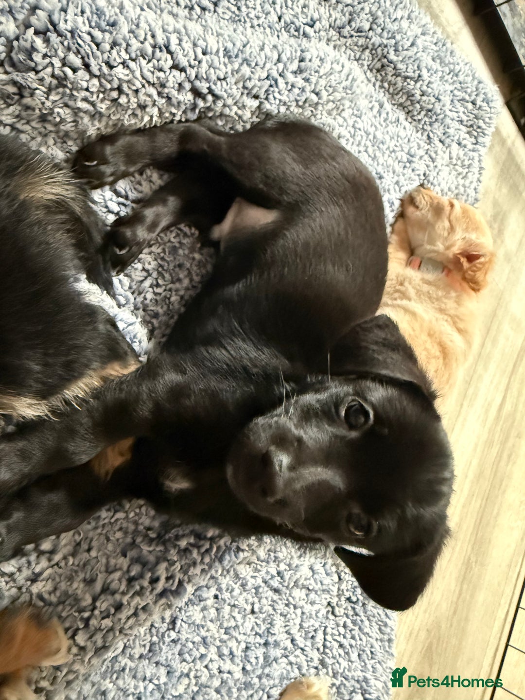 Chiweenie dogs for sale: chiweenies READY NOW !  - Image 7