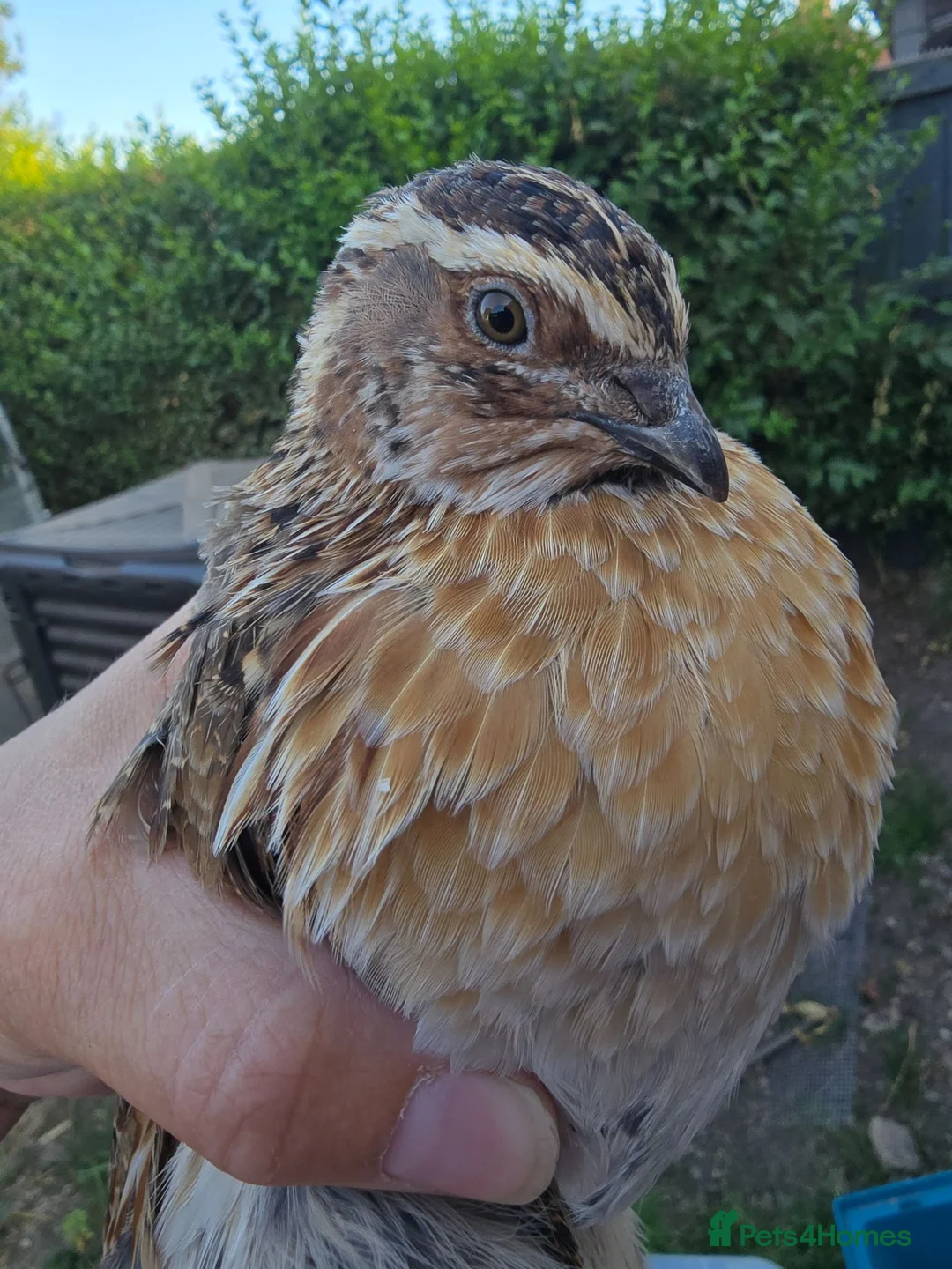 Quail poultry for sale: Group of Male Quail  - Advert 5