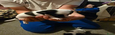 Jack Russell 3