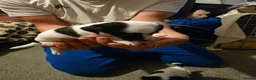 Jack Russell dogs for sale: Jack Russell  puppys   - Advert 4