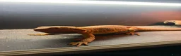 Bearded Dragon reptiles for sale: Bearded Dragon Male OTO in Leyland - Advert 2