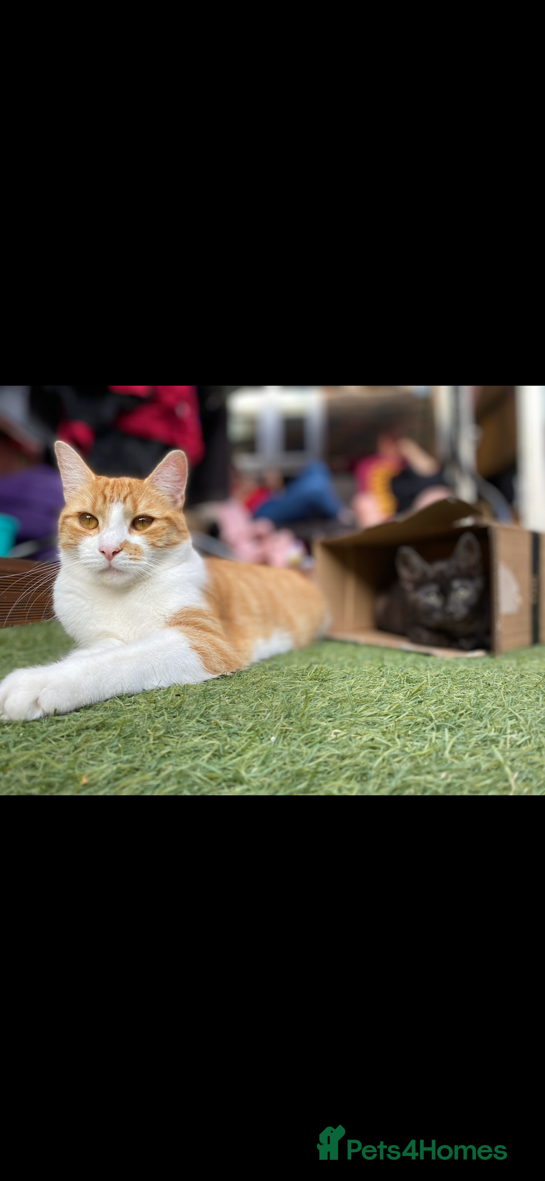 Mixed Breed cats for sale: Stumpy  - Advert 3