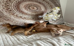 Abyssinian cats for sale: Pure pedigree Tica registered Abyssinian kittens  - Image 14