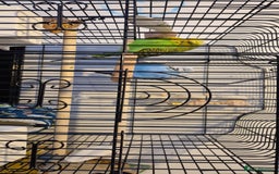 Budgerigars birds for sale: Budgies looking for a home  - Image 6