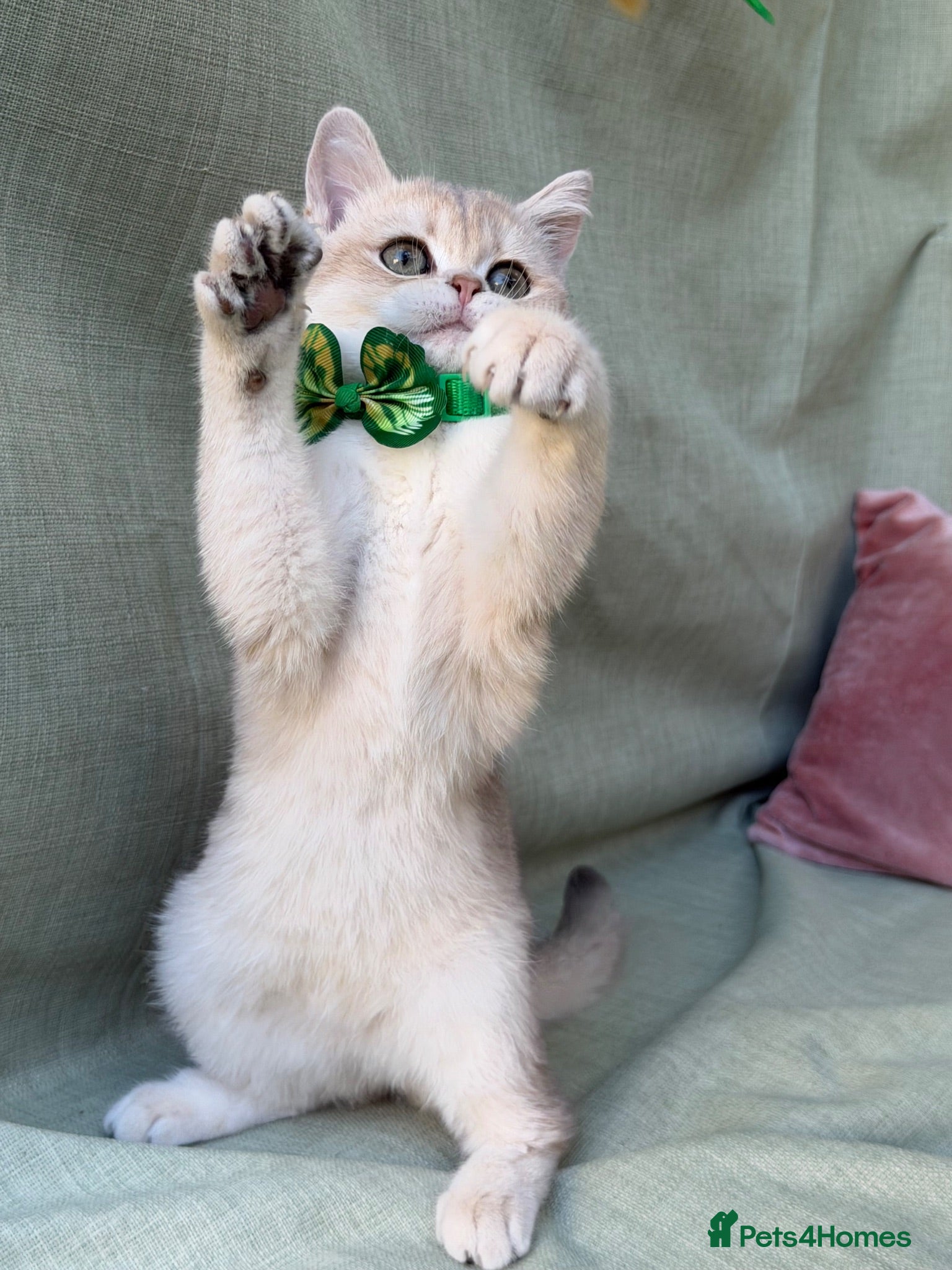 British Shorthair cats  British shorthai goldenkittens odd/blue eyed GCCF - Advert 3