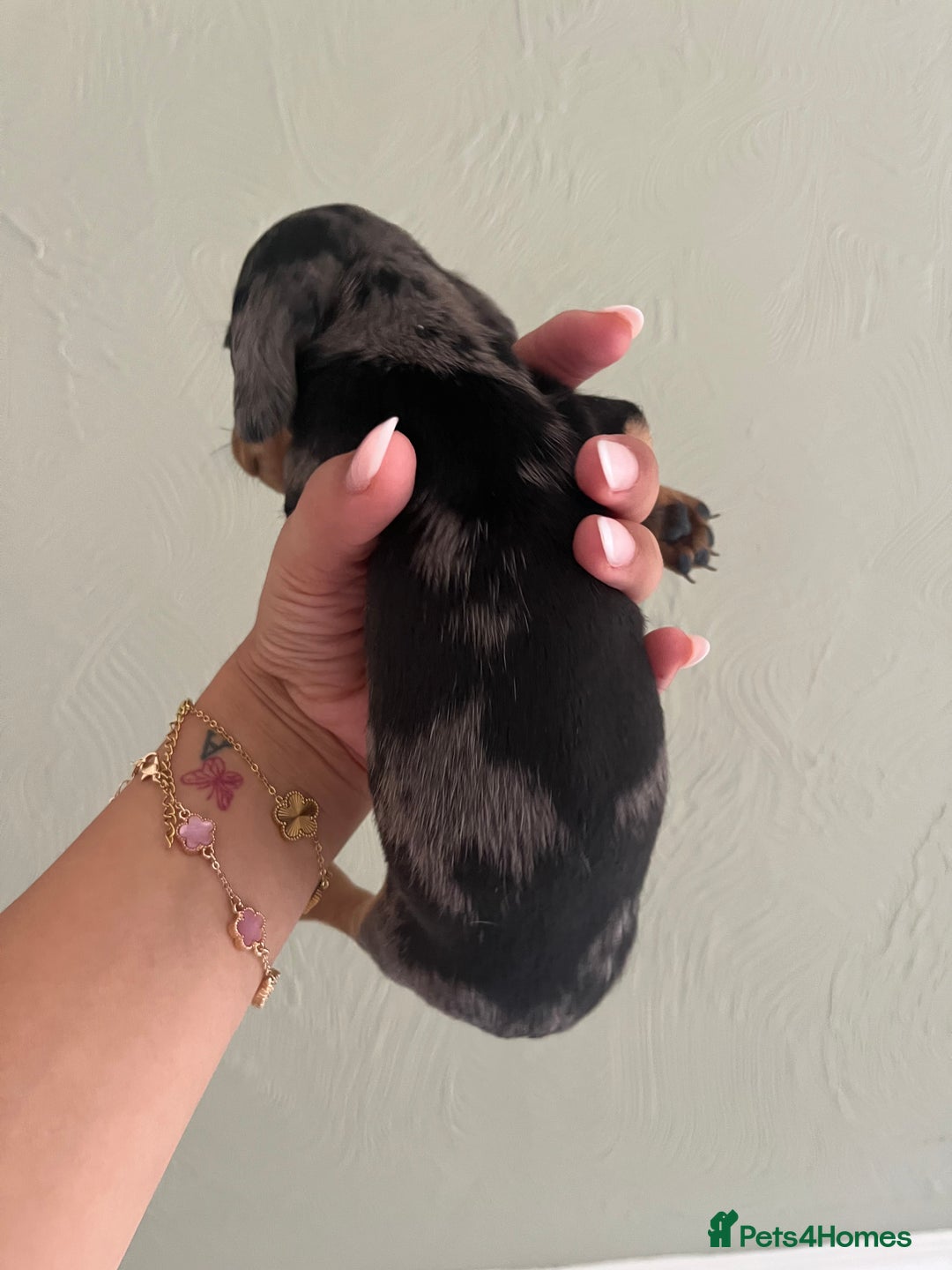 Miniature Dachshund dogs for sale: Miniature dachshunds  - Image 17