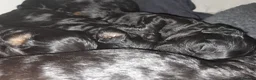 Cavapoo dogs for sale: F1 Cavapoo Puppies - Advert 17