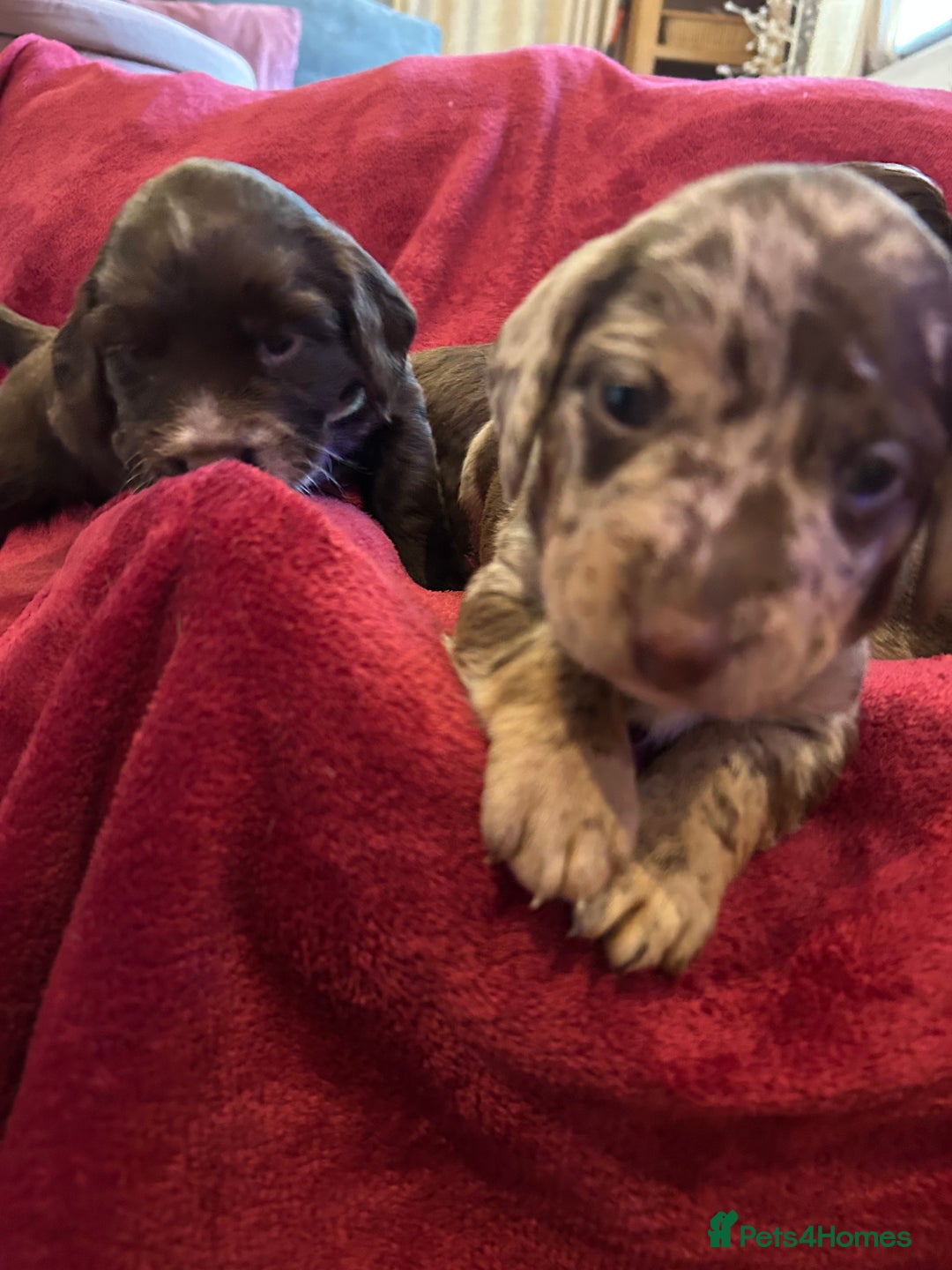 Mixed Breed dogs for sale: Dachshund puppies  - Image 14