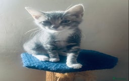 Mixed Breed cats for sale: Little ones are looking for home - Image 10