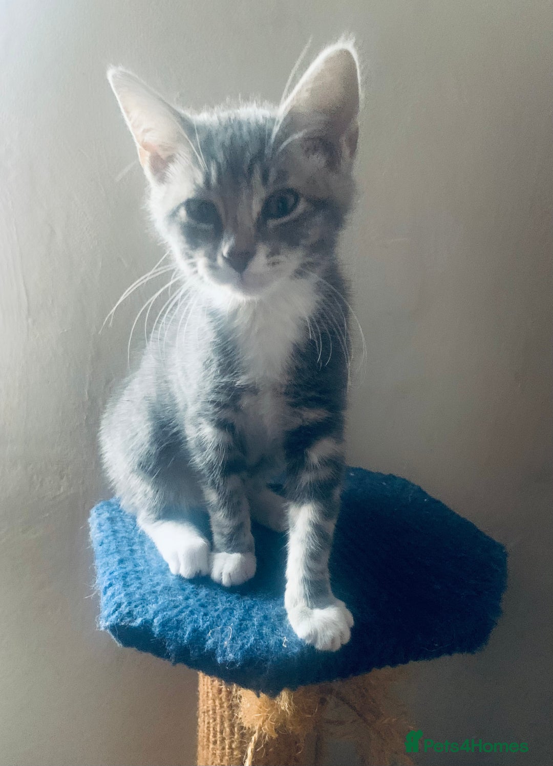 Mixed Breed cats for sale: Little ones are looking for home - Image 10