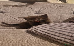 Mixed Breed cats for sale: 5 cute kittens, good natured mum needing homes  - Image 14