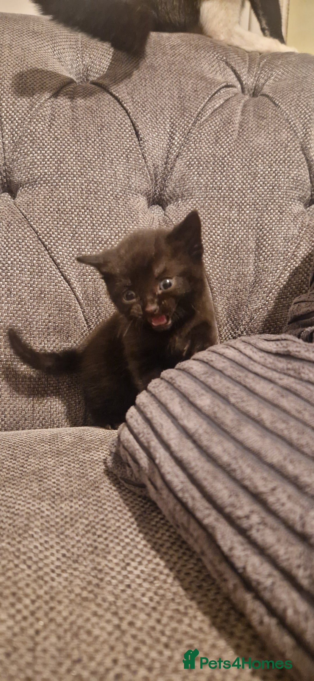 Mixed Breed cats for sale: 5 cute kittens, good natured mum needing homes  - Image 14
