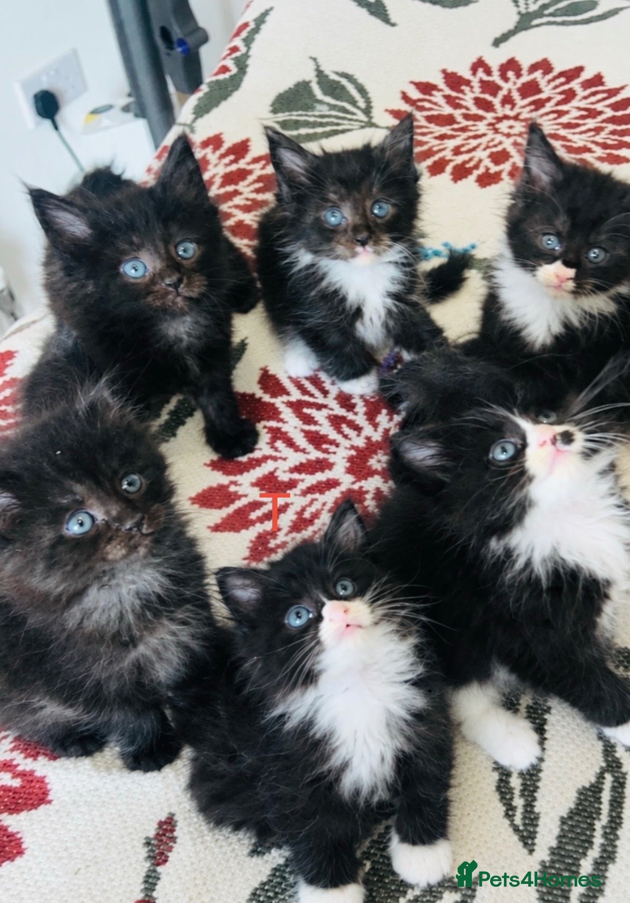 Maine Coon cats 🐾 3 LEFT FLUFFYMainecoon dad is xxl registered 🐾 - Advert 16