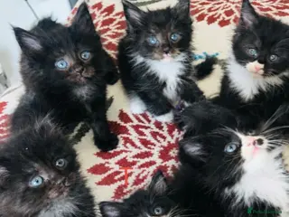 Maine Coon cats 🐾 3 LEFT FLUFFYMainecoon dad is xxl registered 🐾 - Advert 16