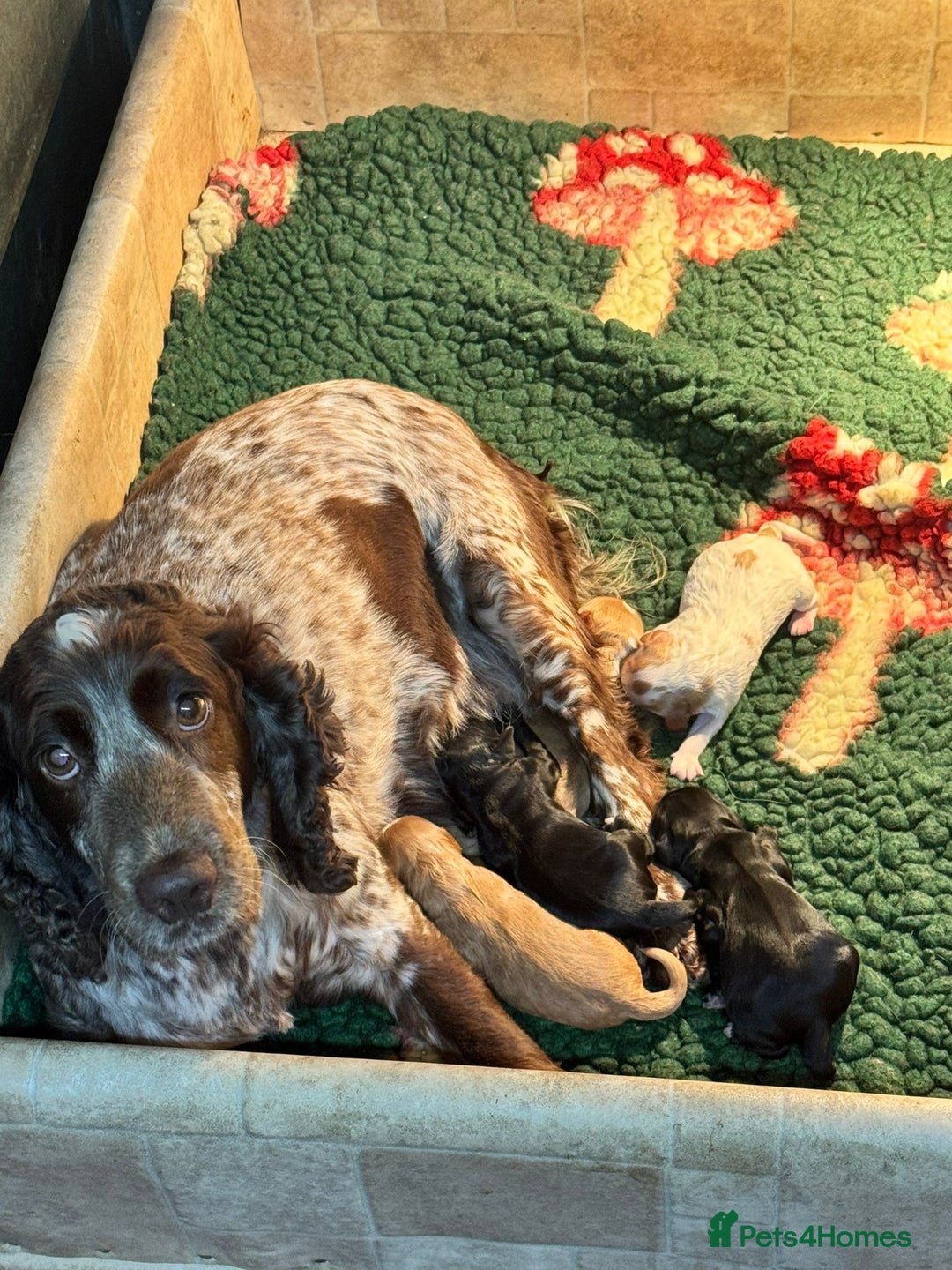 Cockapoo dogs for sale: Cockerpoo pups looking for forever homes - Image 12