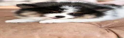 Pomeranian dogs for sale: Stunning KC Registered Small Pomeranian Puppies - Advert 2
