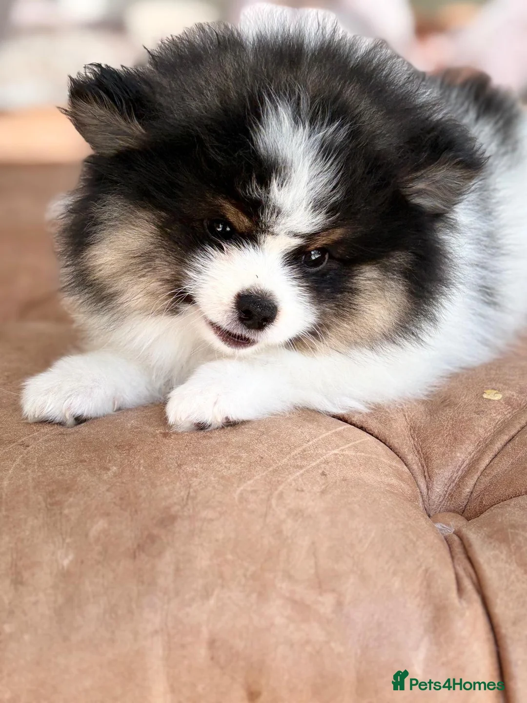 Pomeranian dogs for sale: Stunning KC Registered Small Pomeranian Puppies - Advert 2