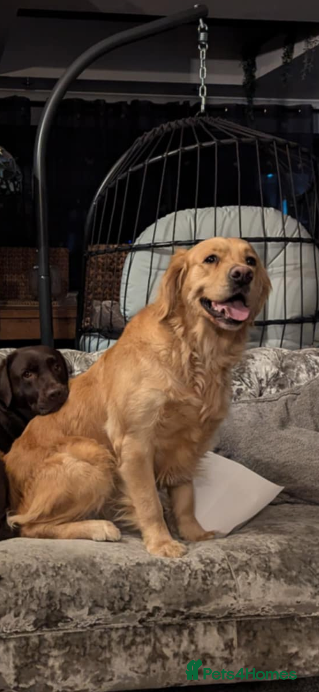 Golden Retriever dogs for sale: Golden retriever girl 4 years old  - Image 4