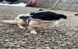 Chihuahua dogs for sale: Hi here is floky very friendly and play full  in Hayes - Image 4