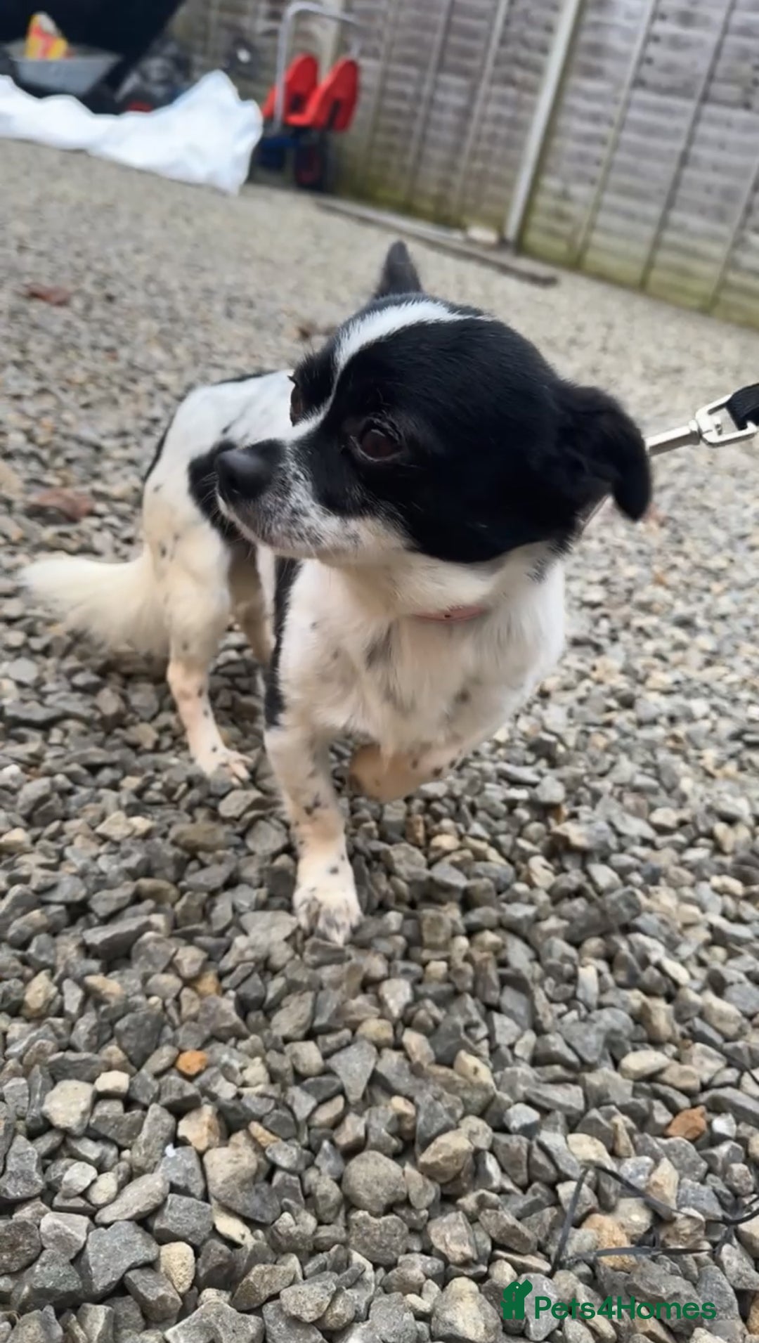 Chihuahua dogs for sale: Hi here is floky very friendly and play full  in Hayes - Image 4