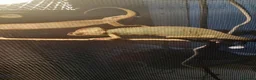 Chameleon reptiles for sale: Veiled chameleons  - Advert 6