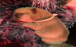 English Bulldog dogs for sale: Litter of 8  - Image 14