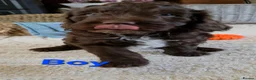 Cockapoo dogs for sale: Beautiful cockapoo puppies   - Advert 25