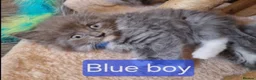 Maine Coon cats for sale: Full Main Coon kittens for sale  in Wembley - Advert 5